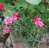 Heide-Nelke (Dianthus deltoides)
