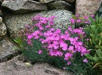 Pfingst-Nelke
                          (Dianthus gratianopolitanus)