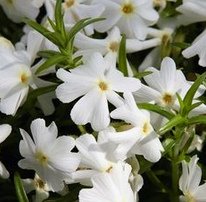 Polster-Phlox (Phlox subulata)