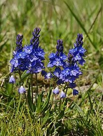 Liegender Ehrenpreis
                          (Veronica prostrata)