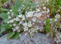 Blaugr�nes Stacheln�sschen
                          (Acaena caesiiglauca)
