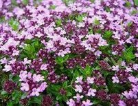 Fr�hbl�hender Thymian (Thymus praecox)