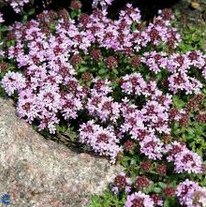 Wolliger Thymian
                            (Thymus praecox ssp. pseudolanuginosus /
                            Thymus pseudolanuginosus)