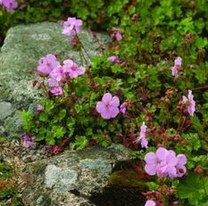 Dalmatiner Storchschnabel
                            (Geranium dalmaticum)