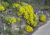 Felsensteinkraut (Alyssum saxatile)