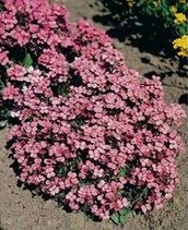 G�nsekresse (Arabis caucasica)