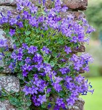 Dalmatiner
                          Glockenblume (Campanula portenschlagiana)
