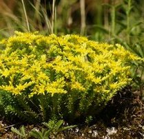 Goldmoossteinbrech (Sedum
                          secxangulare)