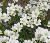 Moossteinbrech (Saxifraga x arendsii)