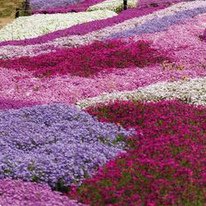 Polsterphlox (Phlox subulata)