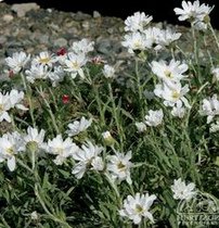 Silbergarbe (Achillea ageratifolia)