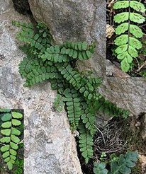 Braunstieliger Streifenfarm
                    (Asplenium trichomanes)