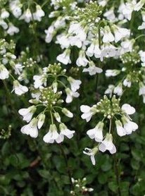 Karpaten-Schaumkresse (Arabis procurrens)