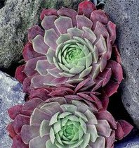 Hauswurz
                    (seltener im Schatten): Roter Hauswurz (Sempervivum
                    lipari)