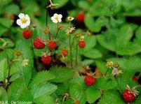 Walderdbeere (Fragaria vesca)