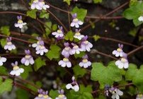 Zimbelkraut (Cymbalaria muralis) [95]