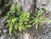 Mauerraute (Asplenium ruta-muraria)