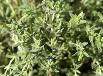Thymian