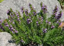 Berg-Bohnenkraut (Satureja montana)