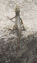 Lagarto (lagartija?) en Machu Picchu
              en la cumpre Huayna Picchu