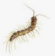 ciempi�s (Chilopoda)