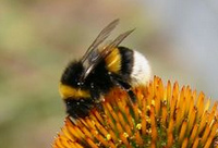 abejorros (Bombus)
