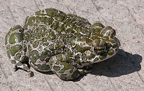 Sapo verde
              (Bufotes viridis)