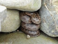 culebra lisa europea
              (Coronella austriaca) en un hueco de un muro seco
