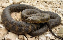 Serpiente de dados (Natrix tessellata)