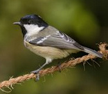 Carbonero garrapinos
                          (Periparus ater, Syn.: Parus ater)