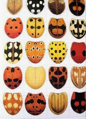 Dise�os de chinches (Heteroptera), ejemplos