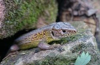 un lagarto �gil en un muro seco