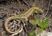 Waldeidechse (Lacerta vivipara)