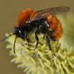Wildbiene:
                          Solit�rbiene: Rotpelzige Sandbiene (Andrena
                          fulva)
