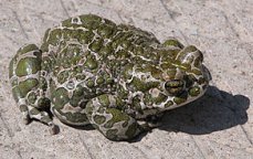 Wechselkr�ten
              (Bufotes viridis)