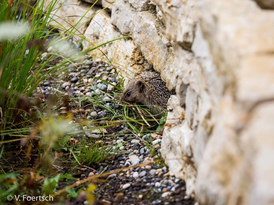 Igel in Trockenmauer: Foto
                            von V. Foertsch