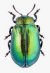 K�fer:
              Blattk�fer (Chrysomelidae)