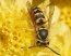 avispas (Vespinae)