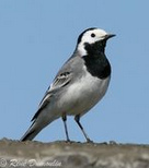 Bachstelze (Motacilla alba)
