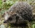Igel (Erinaceidae)