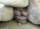 Schlingnatter (Coronella austriaca) in
              Trockenmauer eingerollt