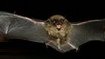 Fledermaus
              (Microchiroptera)