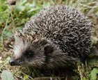 Igel (Eraniceidae)