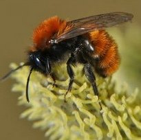 Wildbiene: Solit�rbiene: Rotpelzige
              Sandbiene (Andrena fulva)