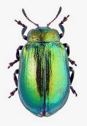 Blattk�fer
              (Chrysomelidae)