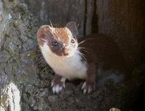Mauswiesel
              (Mustela nivalis)