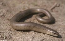 Blindschleiche (Anguis fragilis)