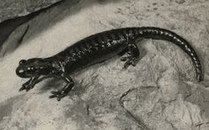 Alpensalamander (Salamandra atra)