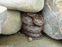 Schlingnatter (Coronella austriaca) in
              einer Trockenmauer