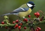 Kohlmeise (Parus
              major)
